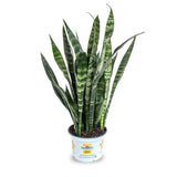 Burpee 'Black Coral' Snake Plant