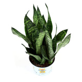 Burpee 'Black Coral' Snake Plant