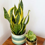 Burpee 'Black Coral' Snake Plant