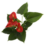 Costa Farms Blooming Anthurium