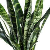 Burpee 'Black Coral' Snake Plant