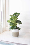 Costa Farms Fiddle Leaf Fig