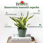 Burpee 'Black Coral' Snake Plant