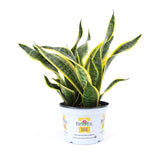 Burpee 'Black Coral' Snake Plant