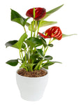 Costa Farms Blooming Anthurium