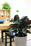 Costa Farms Fiddle Leaf Fig