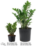 Costa Farms ZZ Zamioculcas zamiifolia