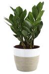 Costa Farms ZZ Zamioculcas zamiifolia