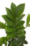 Costa Farms ZZ Zamioculcas zamiifolia