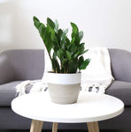 Costa Farms ZZ Zamioculcas zamiifolia