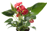 Costa Farms Blooming Anthurium