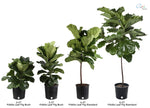 Costa Farms Fiddle Leaf Fig