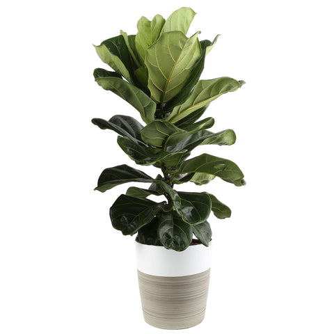 Costa Farms Fiddle Leaf Fig