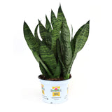 Burpee 'Black Coral' Snake Plant