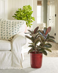 Costa Farms Fiddle Leaf Fig