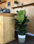 Costa Farms Fiddle Leaf Fig